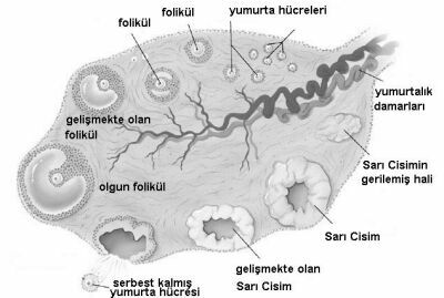 Kadnlar Neden Adet Olur?